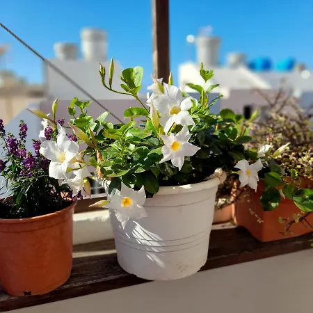 Casa Flores Appartement *